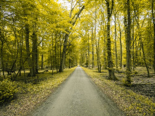 Foto d'estoc gratuïta de arbres, camí de carro, medi ambient