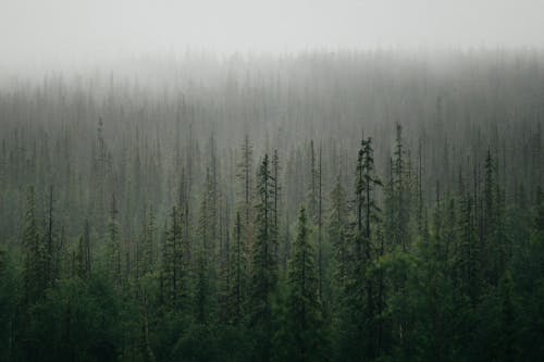 Бесплатное стоковое фото с вечнозеленый, дерево, деревья