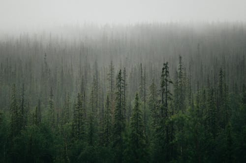 Green Pine Trees Under White Sky