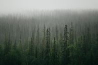 Green Pine Trees Under White Sky