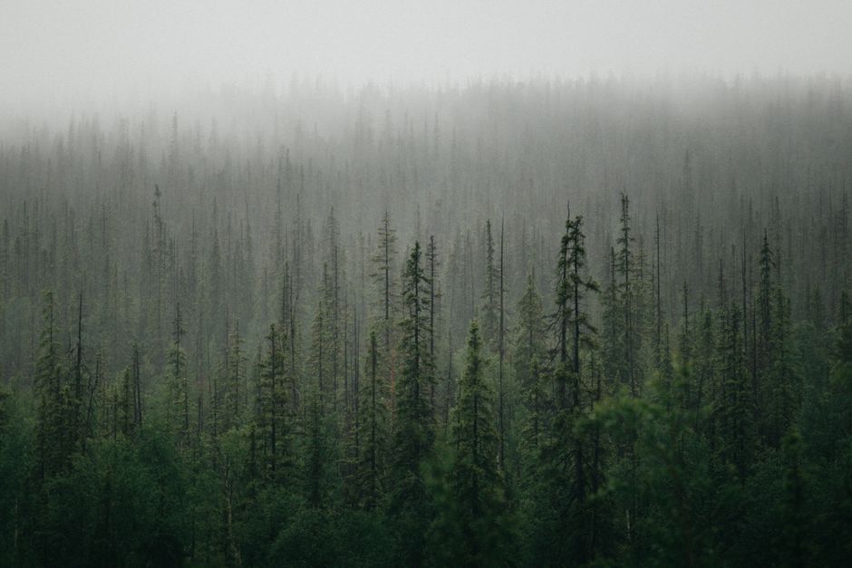 Serene view of a misty evergreen forest with fog creating a mystical ambiance.