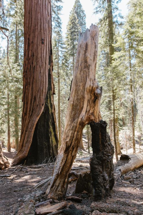 A Tree Trunks on Forest Photo · Free Stock Photo