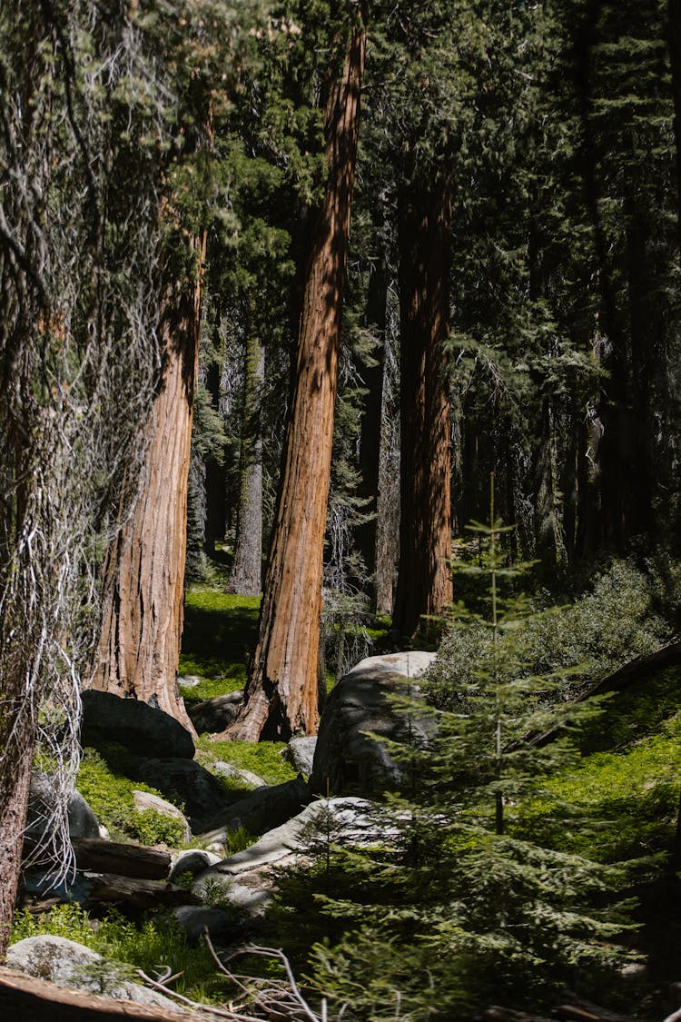 Redwood On Forest Photo