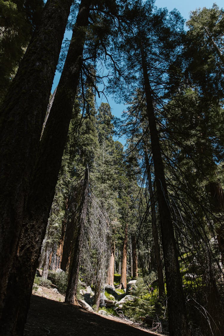 Cypress Trees In Summer