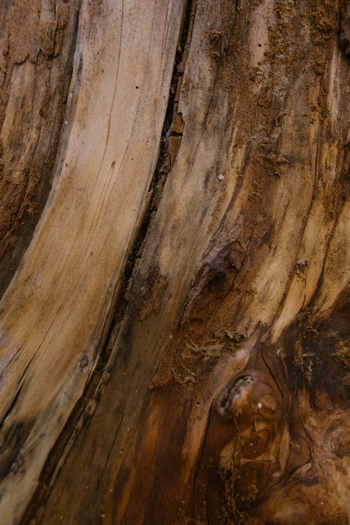 Foto stok gratis kayu, merapatkan, permukaan