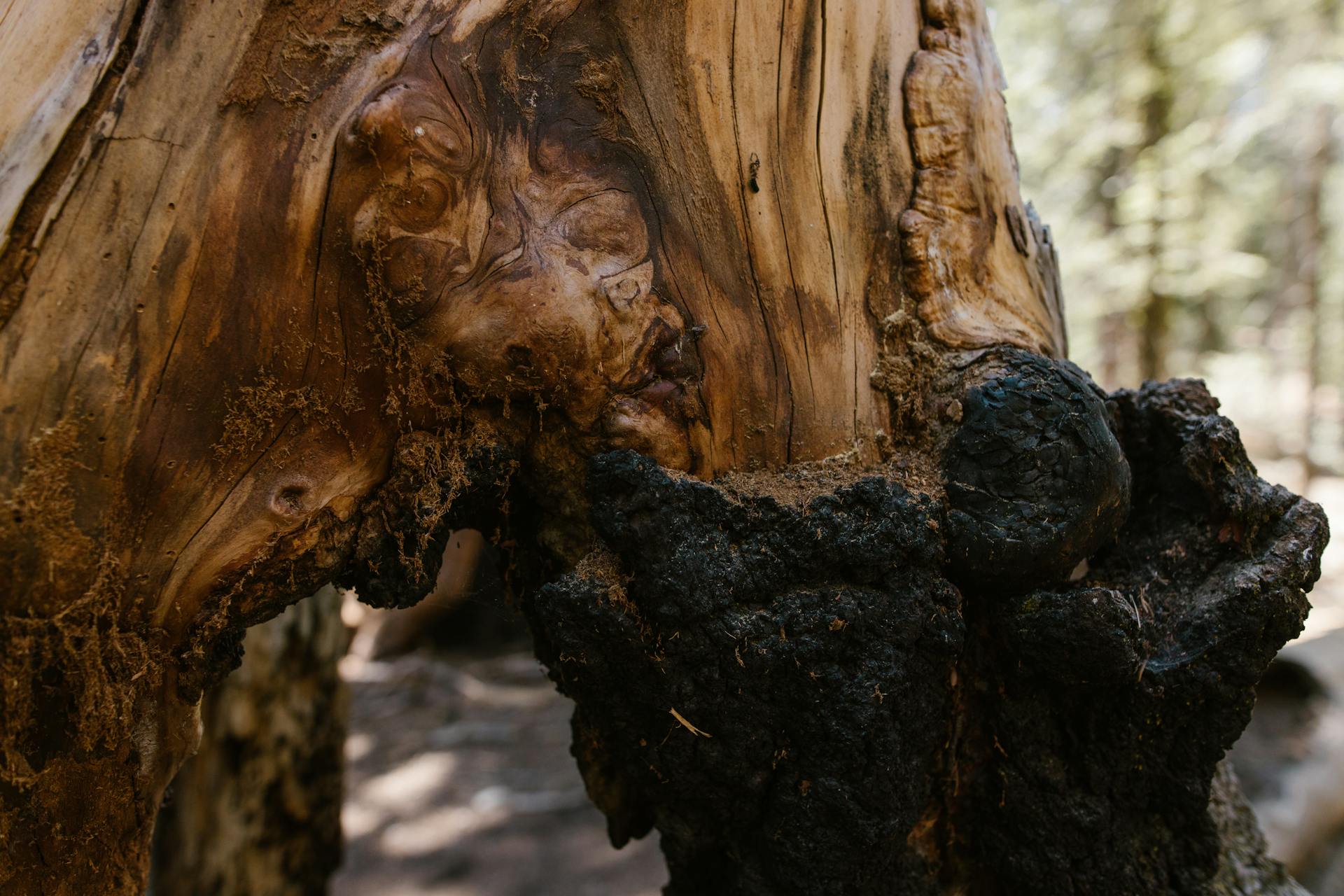 Sequoia Tree in Close Up