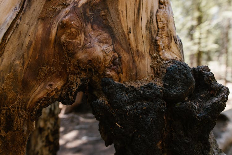 Sequoia Tree In Close Up