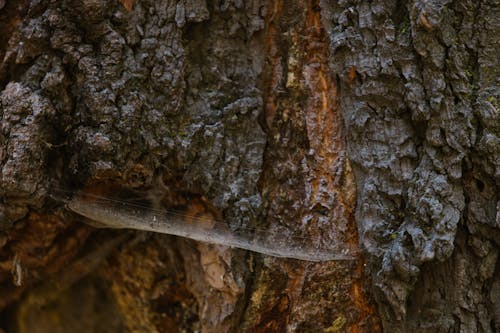 Close-Up Shot of a Tree Trunk