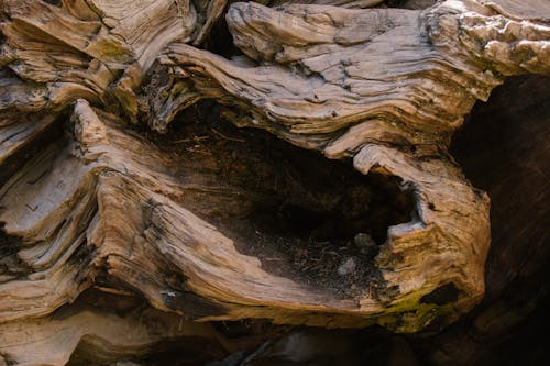 Close-Up Shot of a Tree Trunk