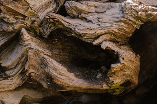 Free Close-up view of a weathered tree trunk showcasing natural textures and patterns. Stock Photo