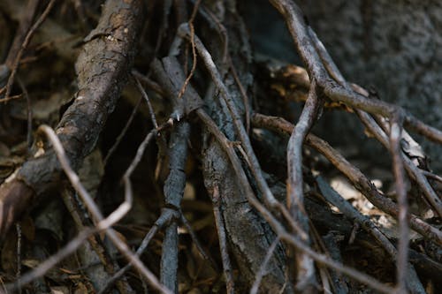 Close-up Photo of Roots of a Tree