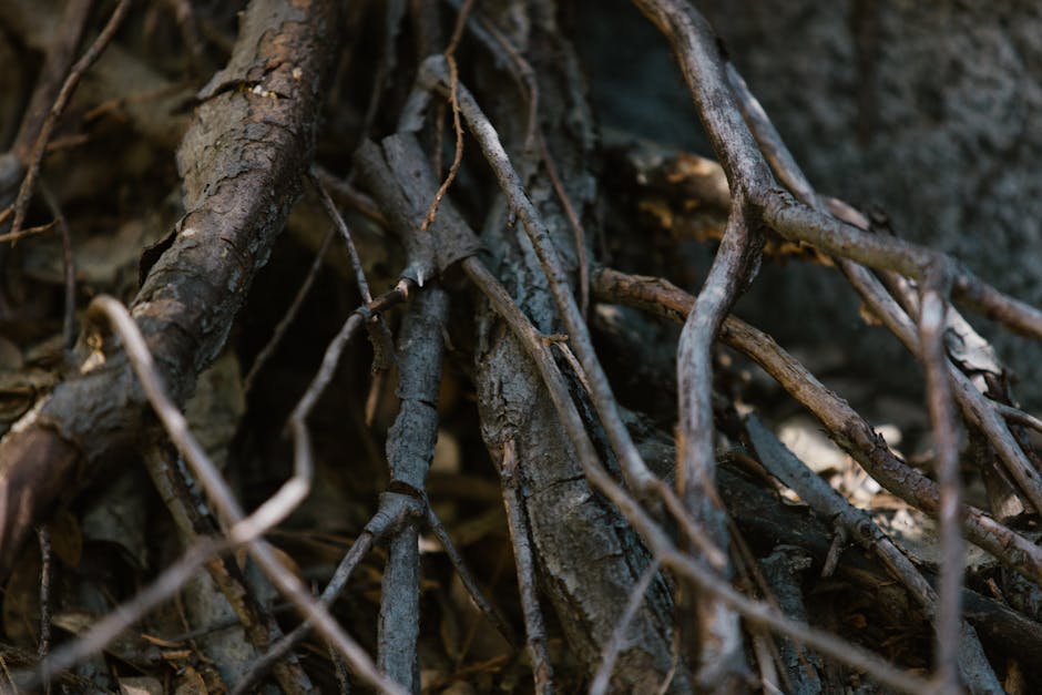 Detailed close-up of tangled tree roots creating intricate natural texture.