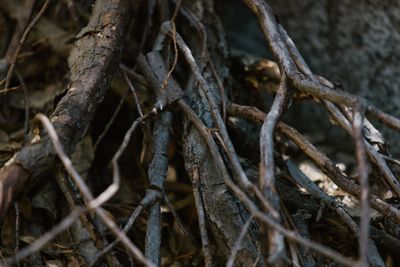 Close-up of tangled tree roots gripping the earth