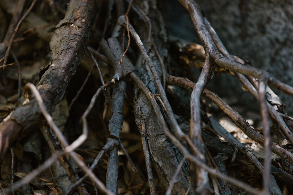 Close-up of tangled tree roots — representing the GDNF-driven regrowth of dopamine neurons after ibogaine treatment