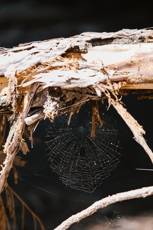 Close Up of Spiderweb in Forest