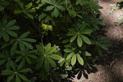 Fotobanka s bezplatnými fotkami na tému listy, lupinus, rastlina