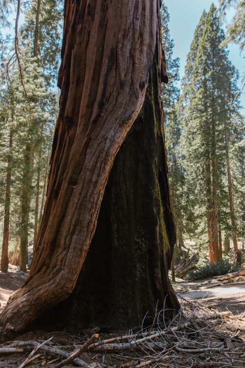 Free Close-up view of a giant sequoia tree trunk in a sunlit forest highlighting its textured bark and grandeur. Stock Photo