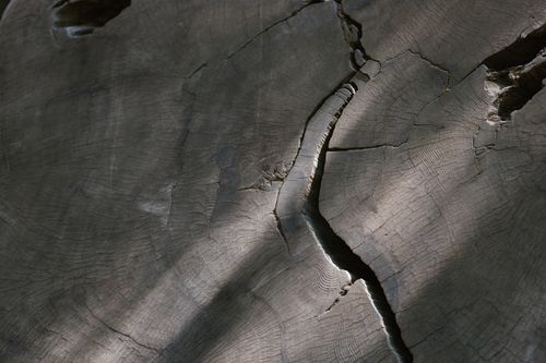 Free Detailed close-up view of cracked tree stump with rich texture and lighting. Stock Photo