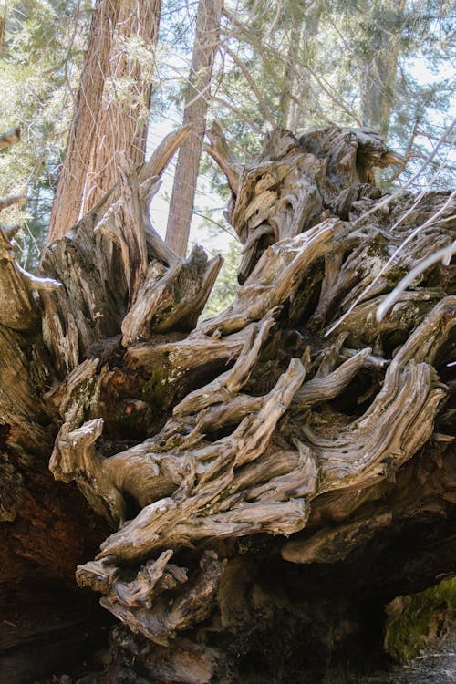 Foto d'estoc gratuïta de arbre, arrel, escorça