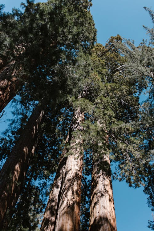 Gratuit Imagine de stoc gratuită din arbori, codru, fotografiere verticală Fotografie de stoc