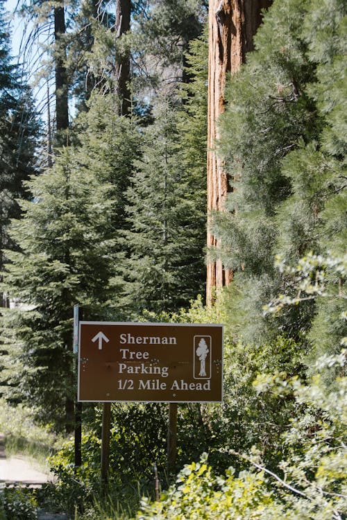 Information Sign in Forest