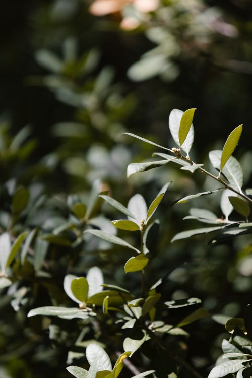 Free A detailed close-up of sunlit green leaves in a forest setting with a natural bokeh background. Stock Photo