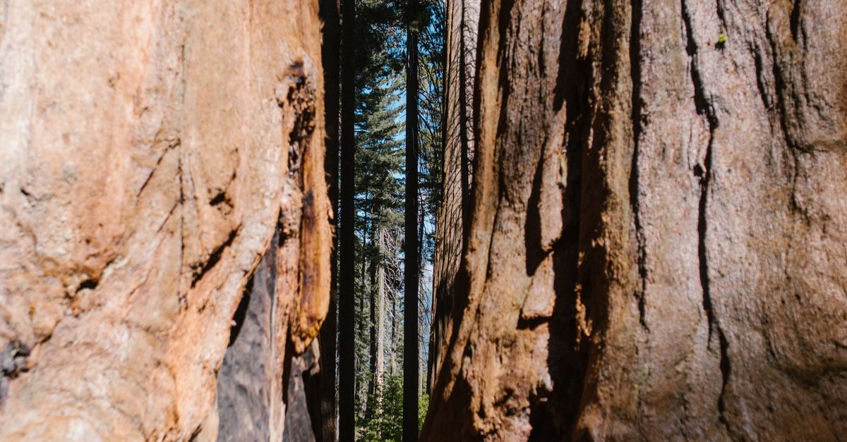 Sun Rays Sequoias Majestic Sequoias in Sunlight · Free Stock Photo