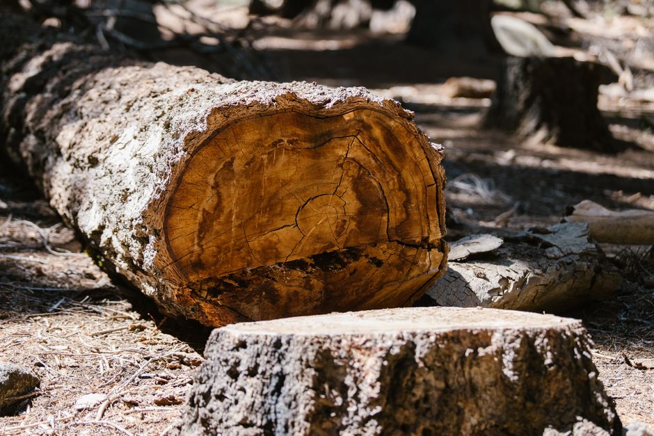 Large tree trunk lying on the ground after being cut into sections