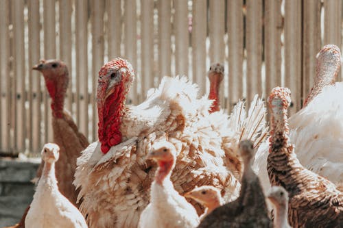 Free A Flock of Turkeys Stock Photo