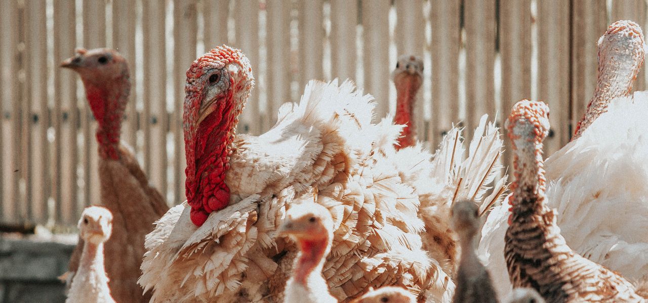 Flock of turkeys with mixed plumage