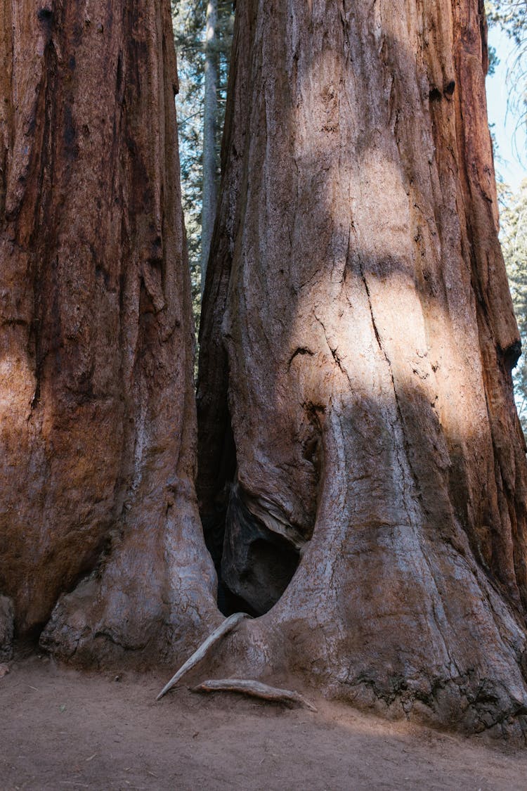 Huge Roots Of A Tree