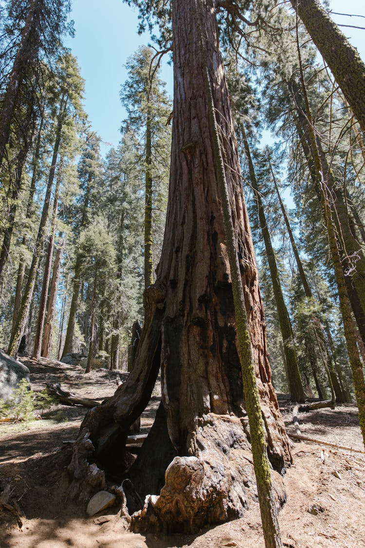 Hollow On The Base Of A Tree