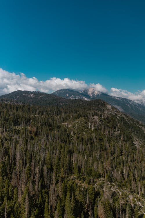 Drone Shot of a Coniferous Forest 