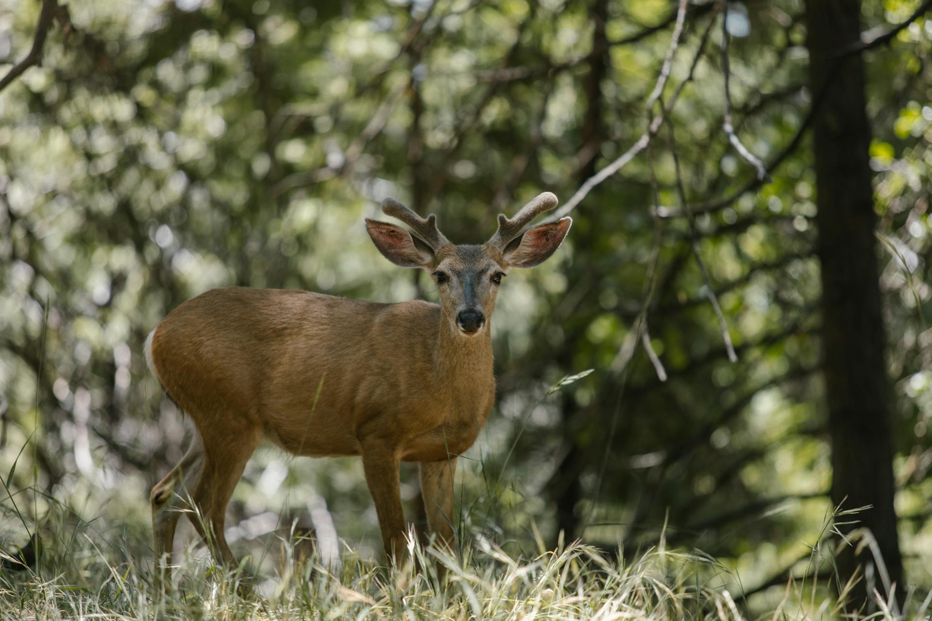 Columbian Black-tailed Deer in the Forest