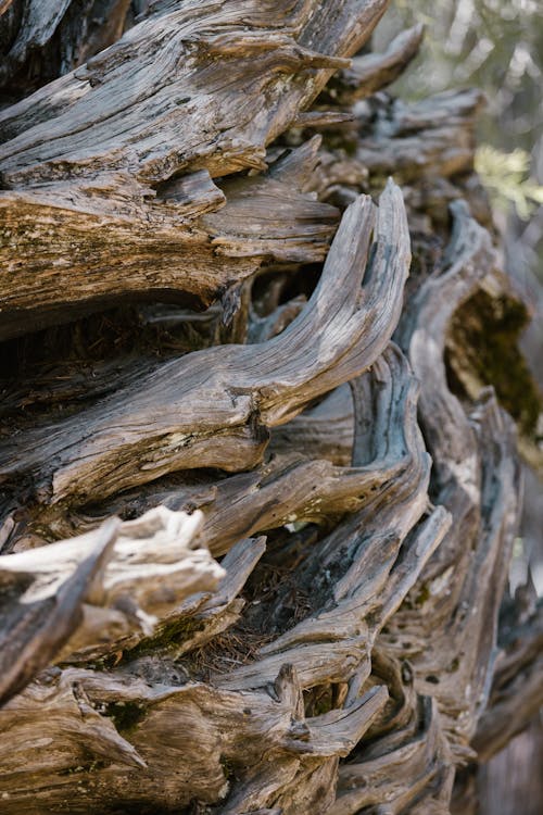 Damaged Surface of Driftwood