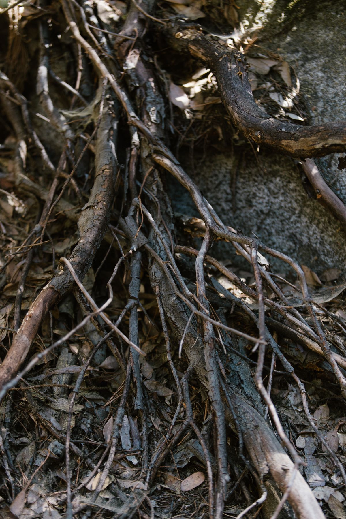 Interwoven tree roots representing Fractional CHRO leadership embedded within an organization