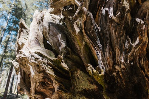 Wood Formation in a National Park
