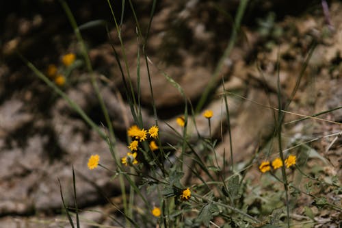 Yellow Flowers on Ground in Park