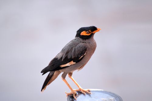 Free A close-up image of a bank myna bird perched outdoors on a rounded surface. Stock Photo