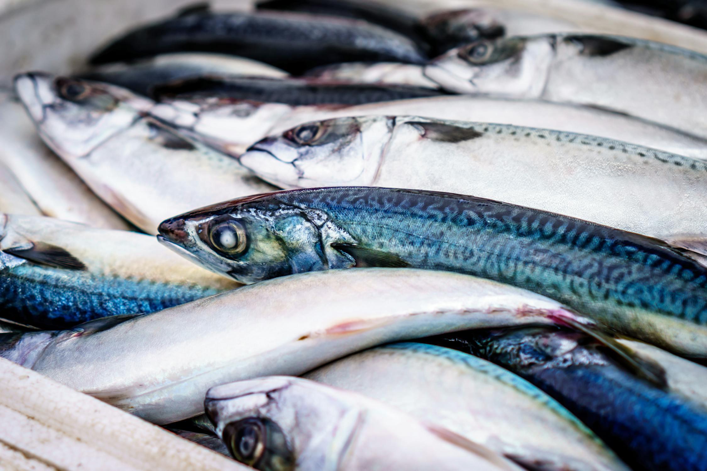 curso de procesado de pescado