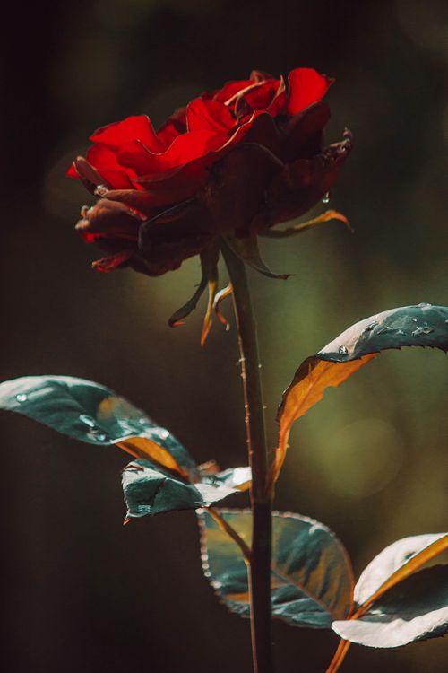 Free A vivid red rose in bloom captured with striking detail against a blurred background. Stock Photo