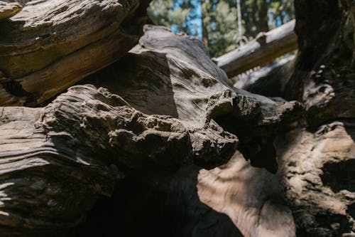 Foto d'estoc gratuïta de arbre, espatllat, fusta