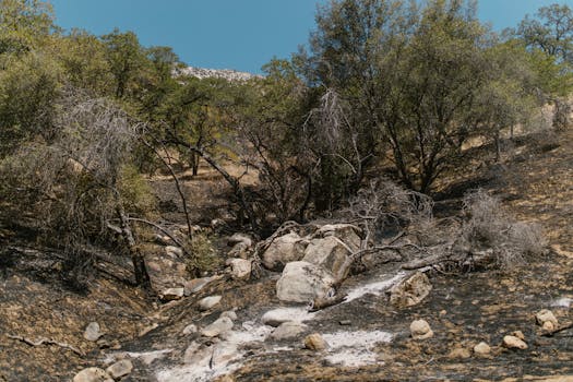 A striking image of a burnt landscape in recovery, featuring charred trees and rocks under a clear blue sky.