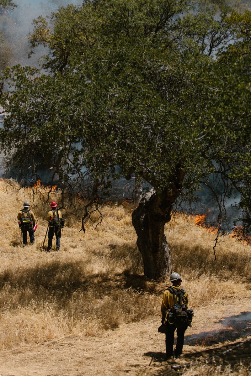 California Wildfire Prevention