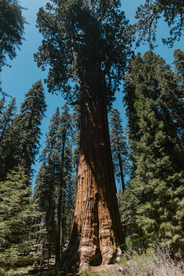 Low-Angle Shot Of Giant Sequoia Tree In The Forest