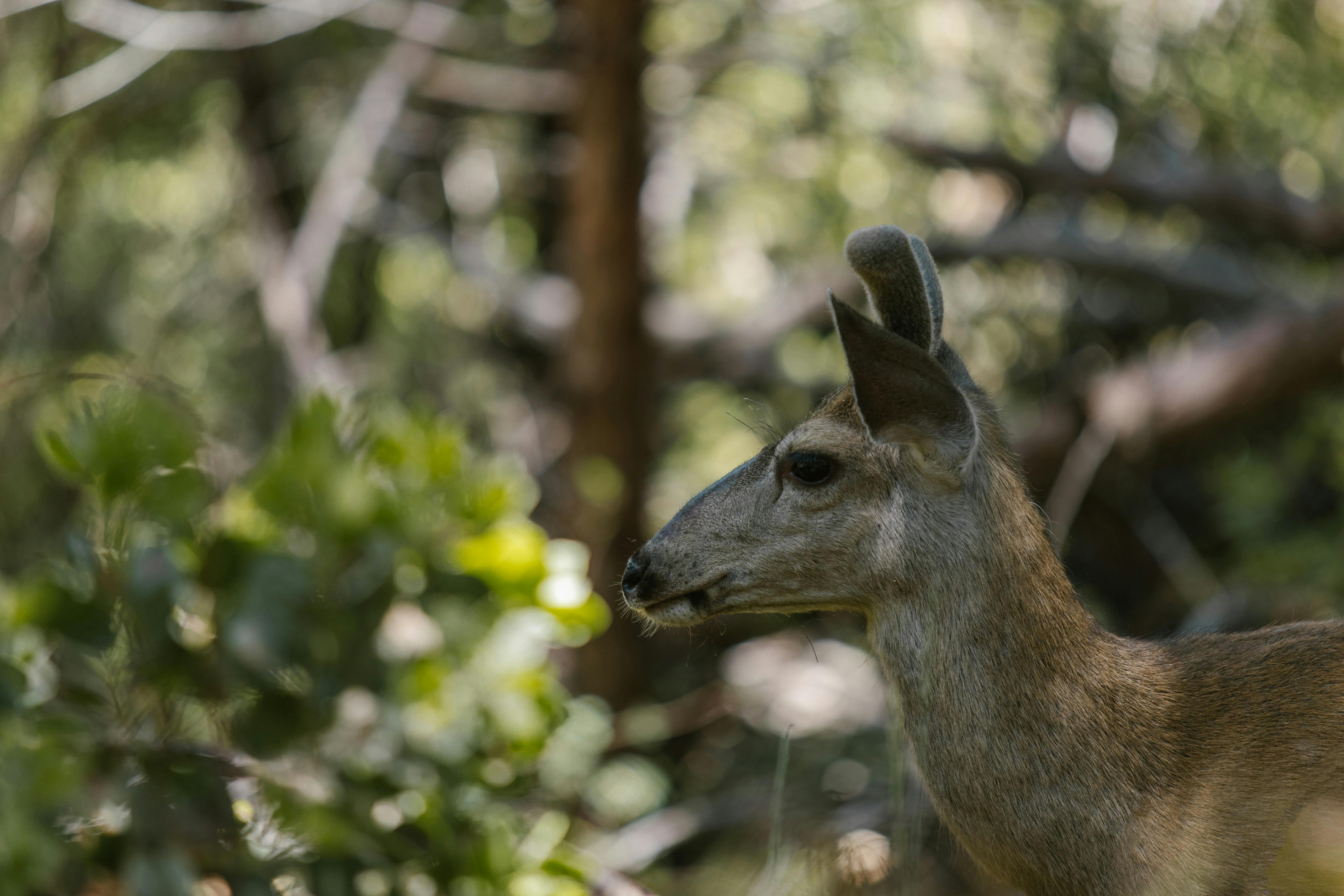 grátis Foto profissional grátis de @exterior, adular, amigo do ambiente Foto profissional