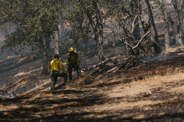 Firefighters In A Forest