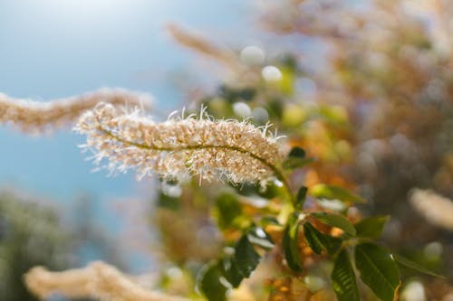 Close-up of Flowers on a Tree in Spring