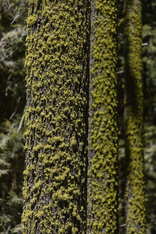 Close-up of a Mossy Tree Trunk