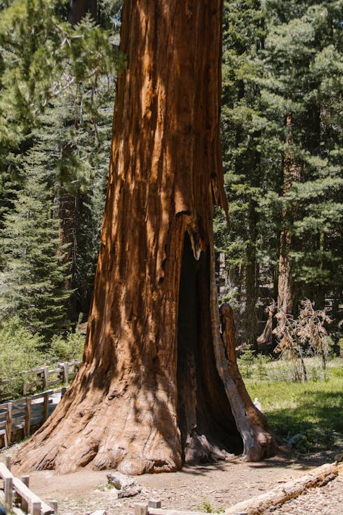 Sequoia Tree Trunk